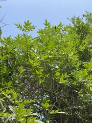 Melioides