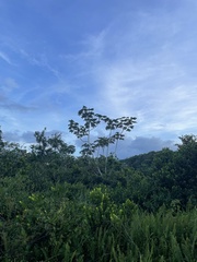 Cecropia schreberiana