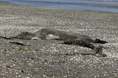 Hydrurga leptonyx
