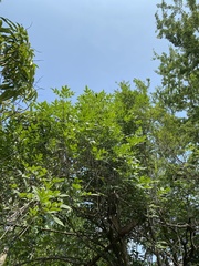 Melioides