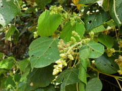 Macaranga involucrata