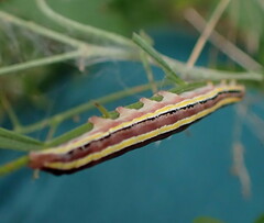 Trichordestra legitima