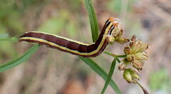 Trichordestra legitima