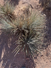 Yucca angustissima