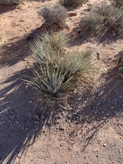 Yucca angustissima