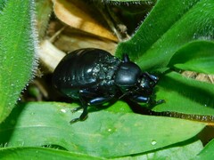 Heteroptera
