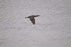 Phalacrocorax carbo