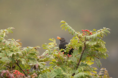 Turdus merula