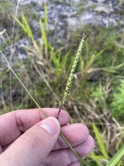 Urochloa