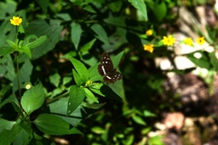 Anthanassa subota