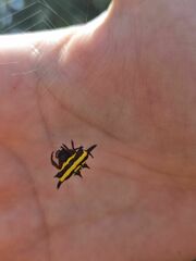 Gasteracantha fornicata