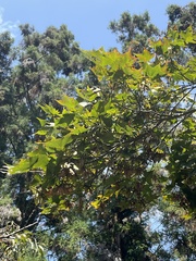 Acer serrulatum