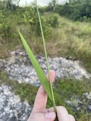 Urochloa