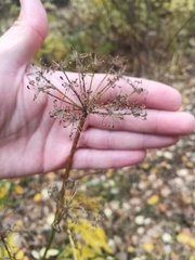 Chaerophyllum