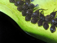 Trachycephalus vermiculatus