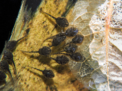 Trachycephalus vermiculatus