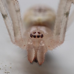 Cryptachaea gigantipes