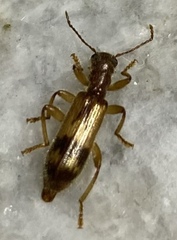 Cymatodera undulata