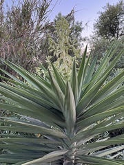 Yucca aloifolia