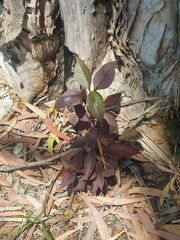 Alternanthera brasiliana