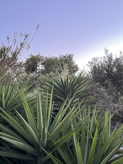 Yucca aloifolia