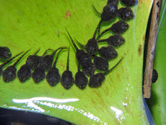 Trachycephalus vermiculatus