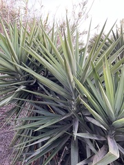 Yucca aloifolia