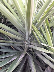 Yucca aloifolia