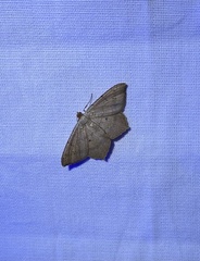 Psamatodes abydata