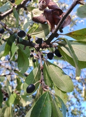 Sideroxylon lanuginosum