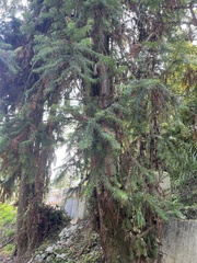 Cunninghamia lanceolata