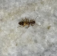 Cymatodera undulata