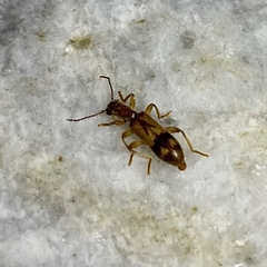 Cymatodera undulata