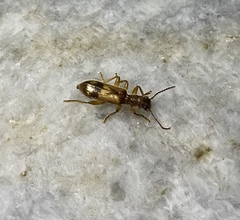 Cymatodera undulata