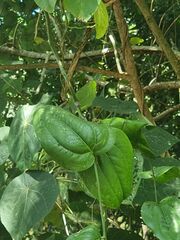 Smilax australis