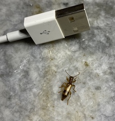 Cymatodera undulata