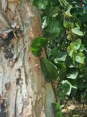 Smilax australis