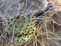 Opuntia phaeacantha