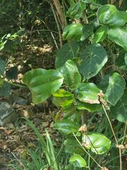 Smilax australis