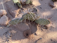 Opuntia phaeacantha