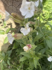 Behenantha