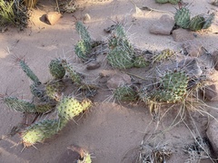 Opuntia phaeacantha