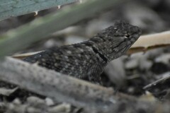 Sceloporus bimaculosus