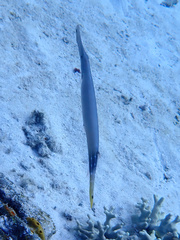 Aulostomus chinensis
