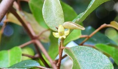 Elaeagnus triflora