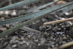 Sceloporus bimaculosus