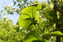 Prestonia mexicana