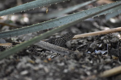 Sceloporus bimaculosus