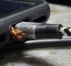 Cymatodera undulata