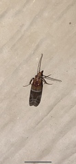 Moodna pallidostrinella